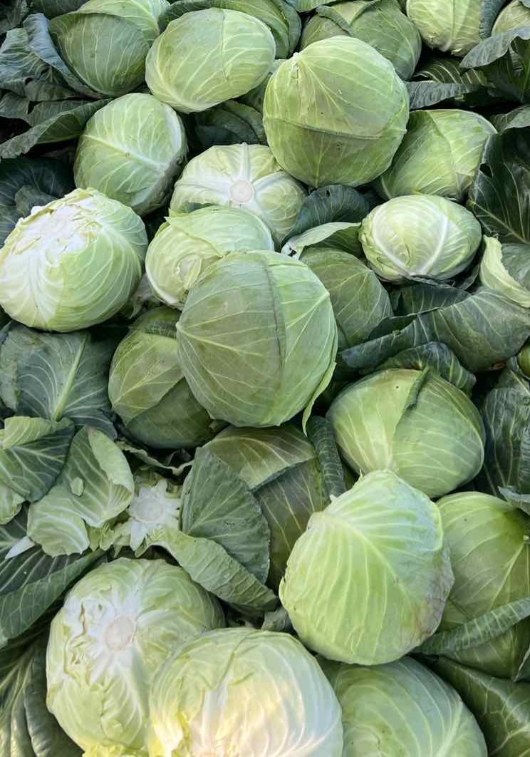 kupus